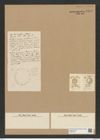 Actinocyclus sp. (de-Toni-Nr.: Genus 195, Species 4779 ?) Zeichnungen Sammlung Grunow Nr. 8455 (NHMW-BOT-W0377912)
